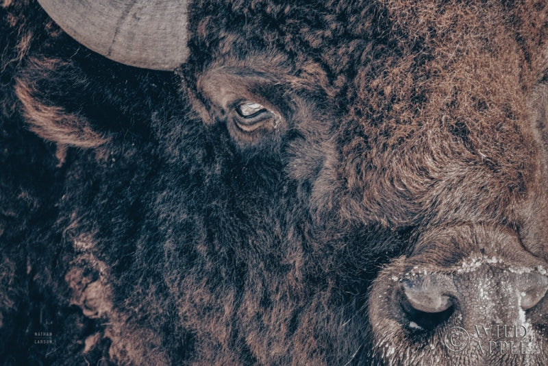 Reproduction of Bison Stare by Nathan Larson - Wall Decor Art