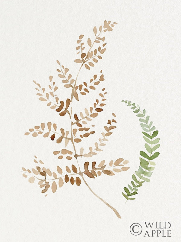 Reproduction of Forest Ferns II by Katrina Pete - Wall Decor Art