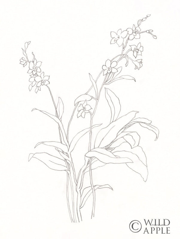 Reproduction of Blossom Sketch by Danhui Nai - Wall Decor Art