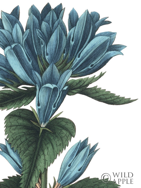 Reproduction of Botanique II no Words Crop by Wild Apple Portfolio - Wall Decor Art