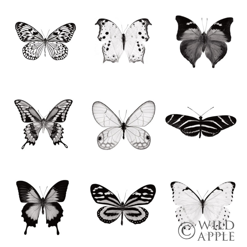 BW Butterfly Chart