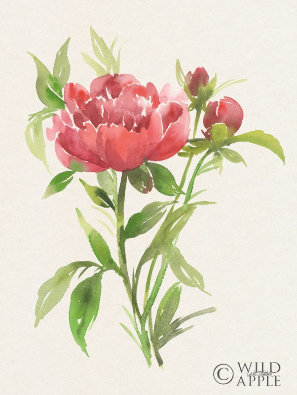 Reproduction of Peony I by Leslie Trimbach - Wall Decor Art