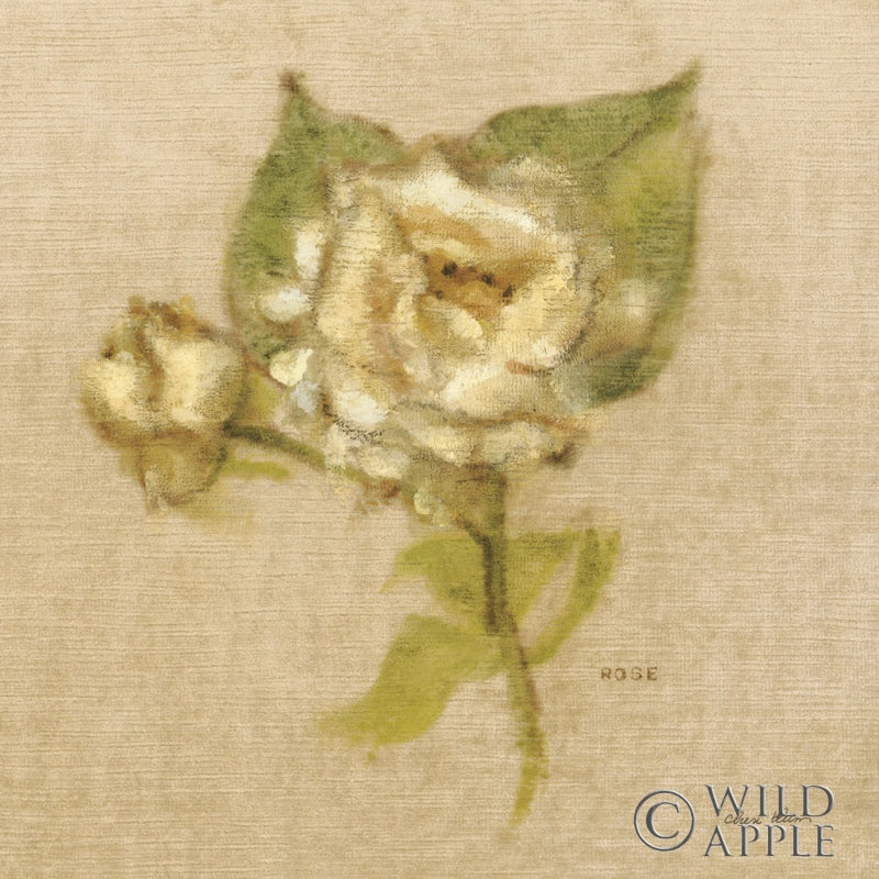 Reproduction of White Velvet Rose by Cheri Blum - Wall Decor Art