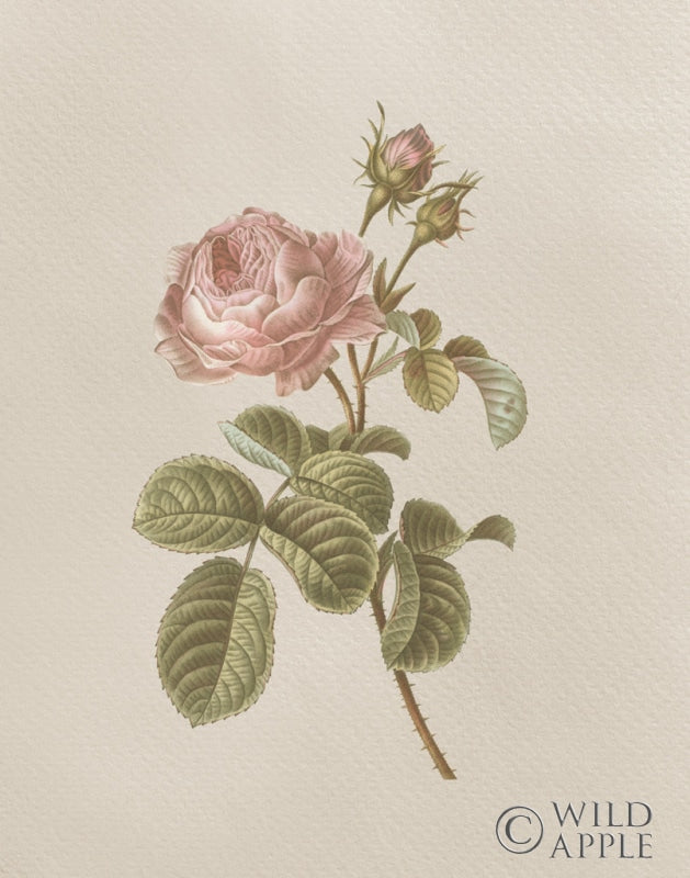 Reproduction of French Market Floral I by Wild Apple Portfolio - Wall Decor Art