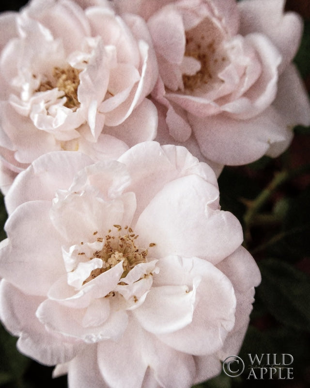 Reproduction of Soft Pink Roses II by Debra Van Swearingen - Wall Decor Art