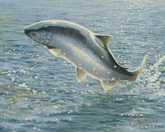 Salmon Posters Prints & Visual Artwork