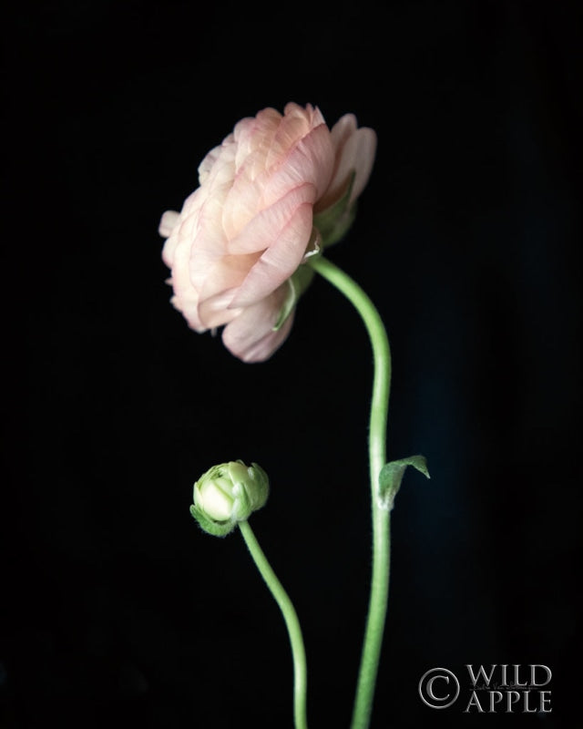 Reproduction of Single Ranunculus II by Debra Van Swearingen - Wall Decor Art