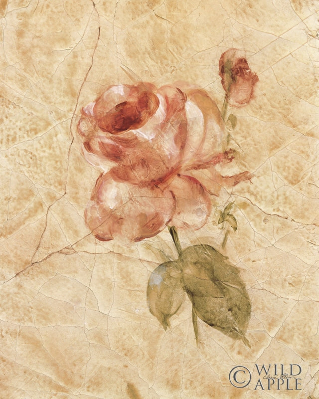 Rose On Cracked Linen Posters Prints & Visual Artwork