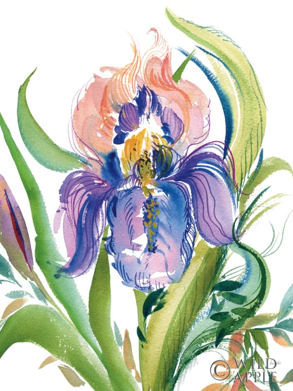 Wild Iris Posters Prints & Visual Artwork