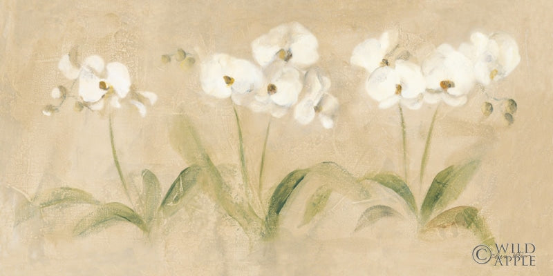 Row Of White Orchids Posters Prints & Visual Artwork