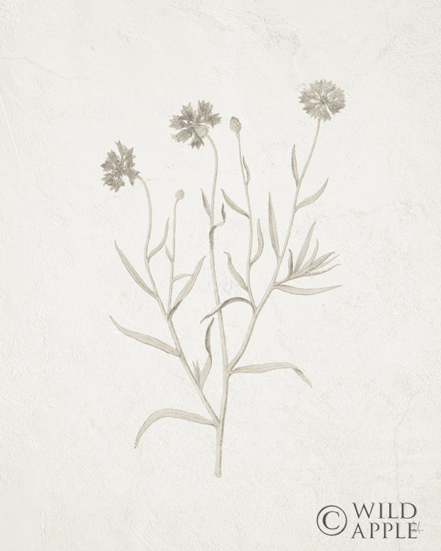 Reproduction of Gifts from the Meadow V by Sarah Adams - Wall Decor Art