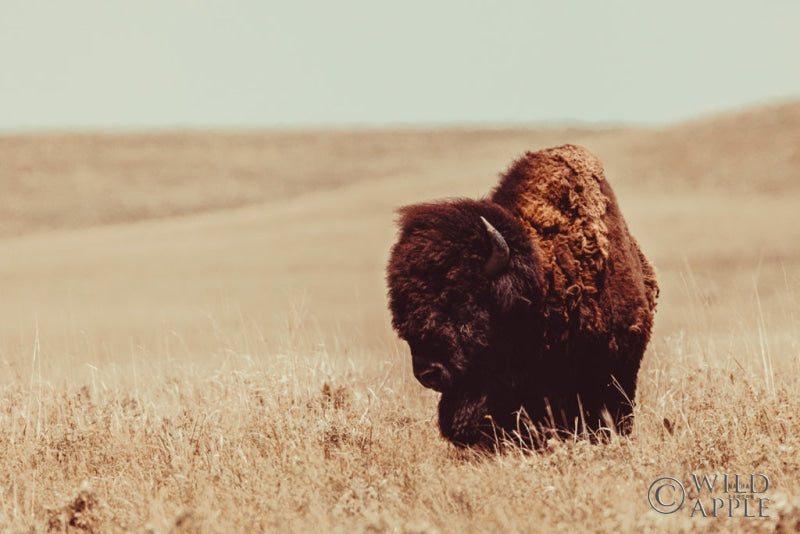 Tall Grass Bison I Posters Prints & Visual Artwork