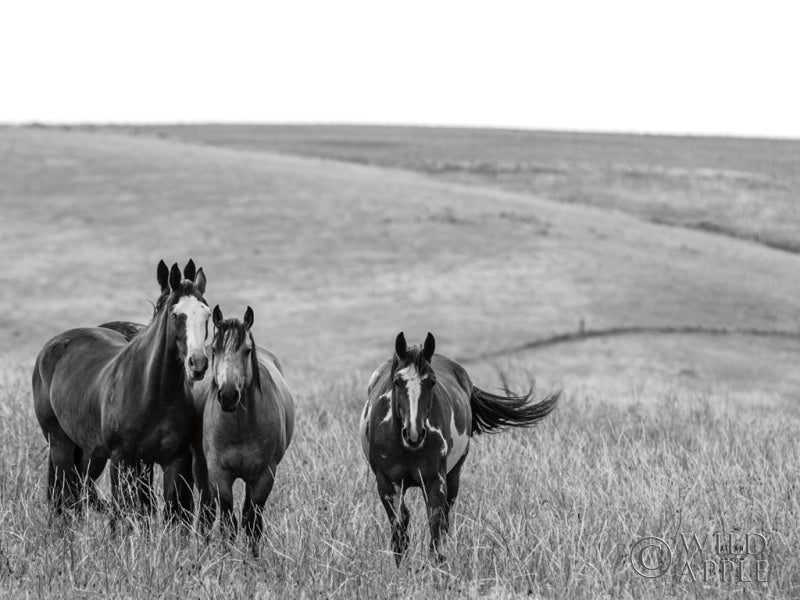 Reproduction of Montana Moves Crop by Nathan Larson - Wall Decor Art