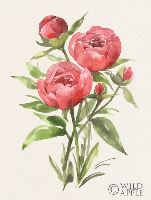 Reproduction of Peony II by Leslie Trimbach - Wall Decor Art
