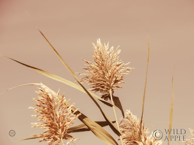 Reproduction of Noon Grasses III Crop by Nathan Larson - Wall Decor Art