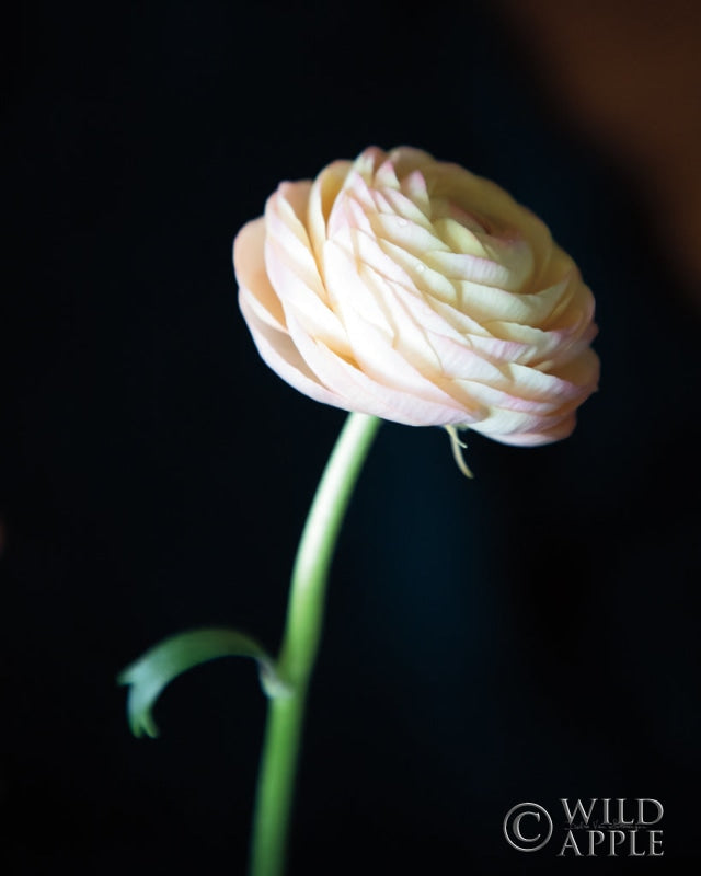 Reproduction of Single Ranunculus I by Debra Van Swearingen - Wall Decor Art