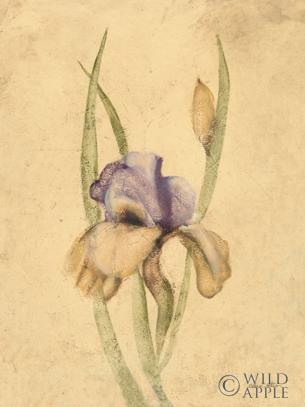 Reproduction of Lady Mohr Iris by Cheri Blum - Wall Decor Art