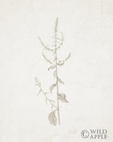 Reproduction of Gifts from the Meadow VI by Sarah Adams - Wall Decor Art