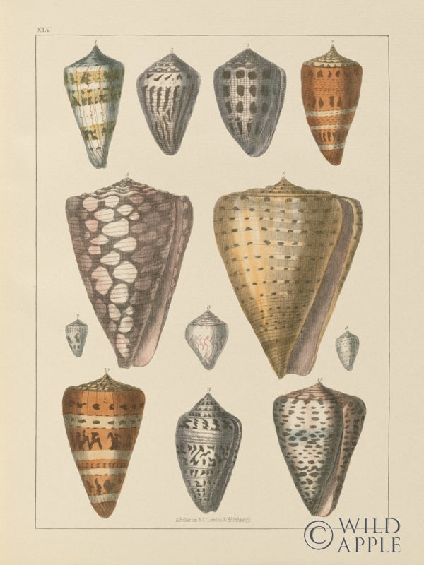 Reproduction of Shell Assorment II v2 by Wild Apple Portfolio - Wall Decor Art