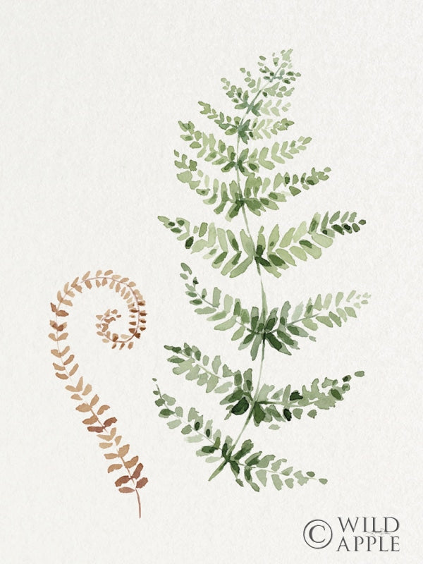 Reproduction of Forest Ferns I by Katrina Pete - Wall Decor Art