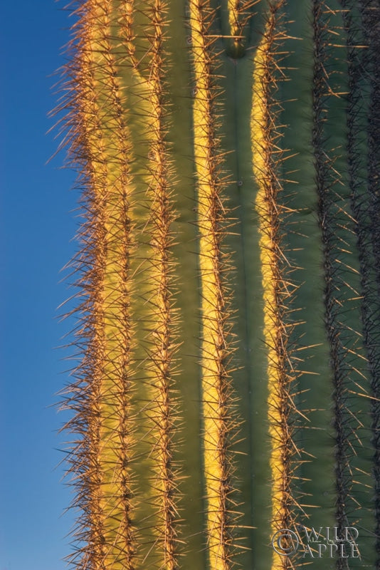 Reproduction of Single Saguaro by Alan Majchrowicz - Wall Decor Art
