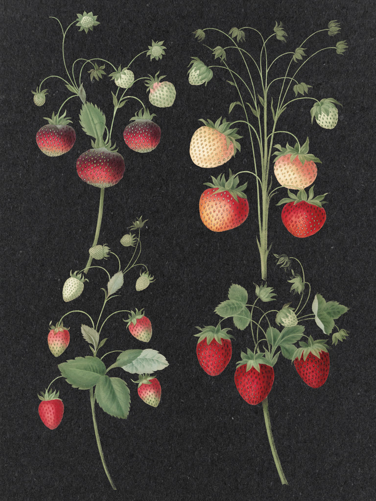 Reproduction of Wild Strawberries by Wild Apple Portfolio - Wall Decor Art