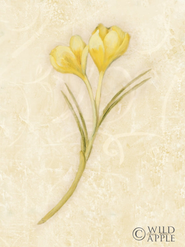 Reproduction of Yellow Crocus Stem by Cheri Blum - Wall Decor Art